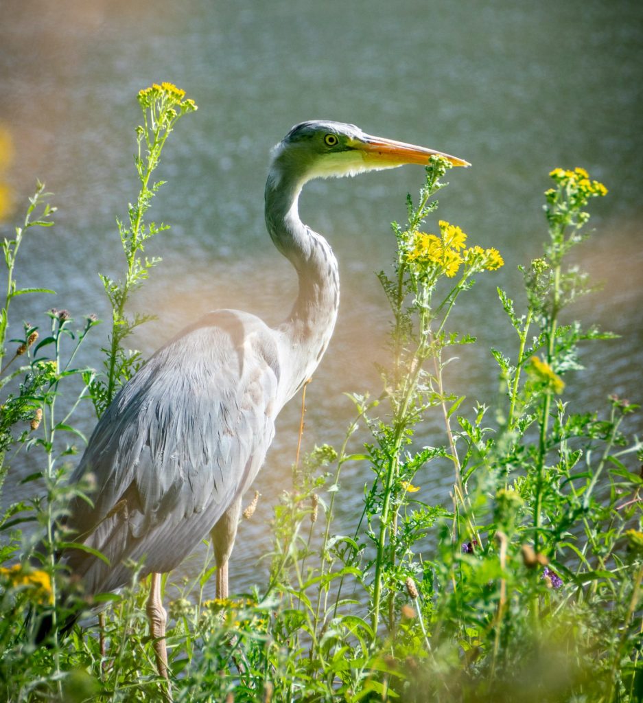 Picture of heron waiting for food at side of the Serpentine Lake