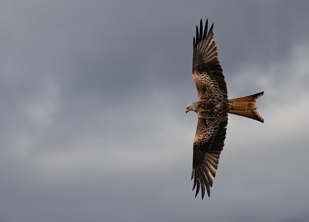 Adult Red Kite Bird flying overhead