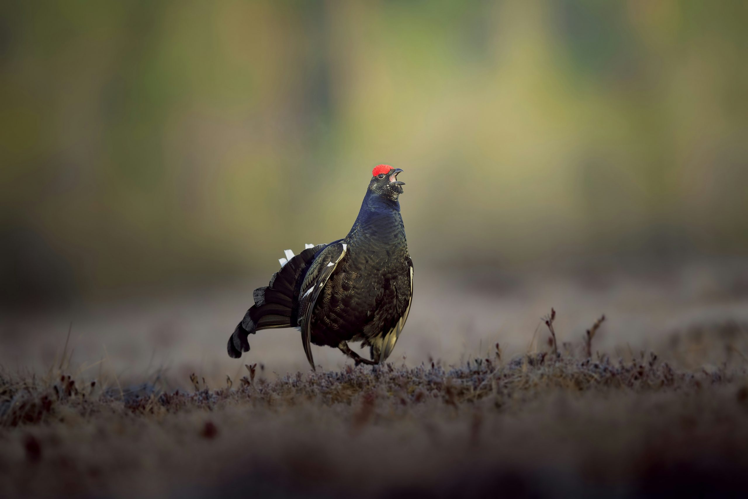 A male black grouse in a clearing