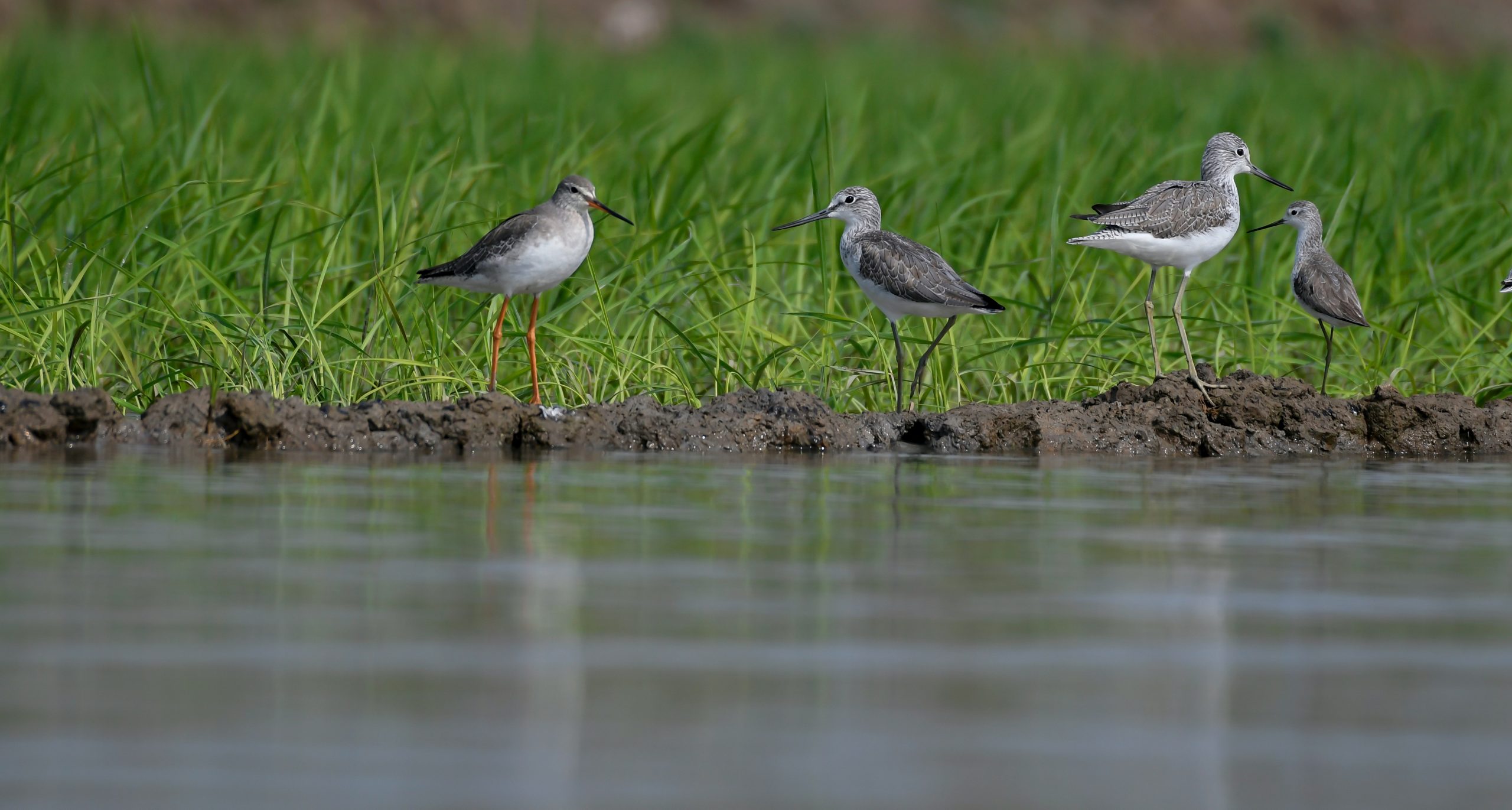Small group of Greenshank wading birds beside water