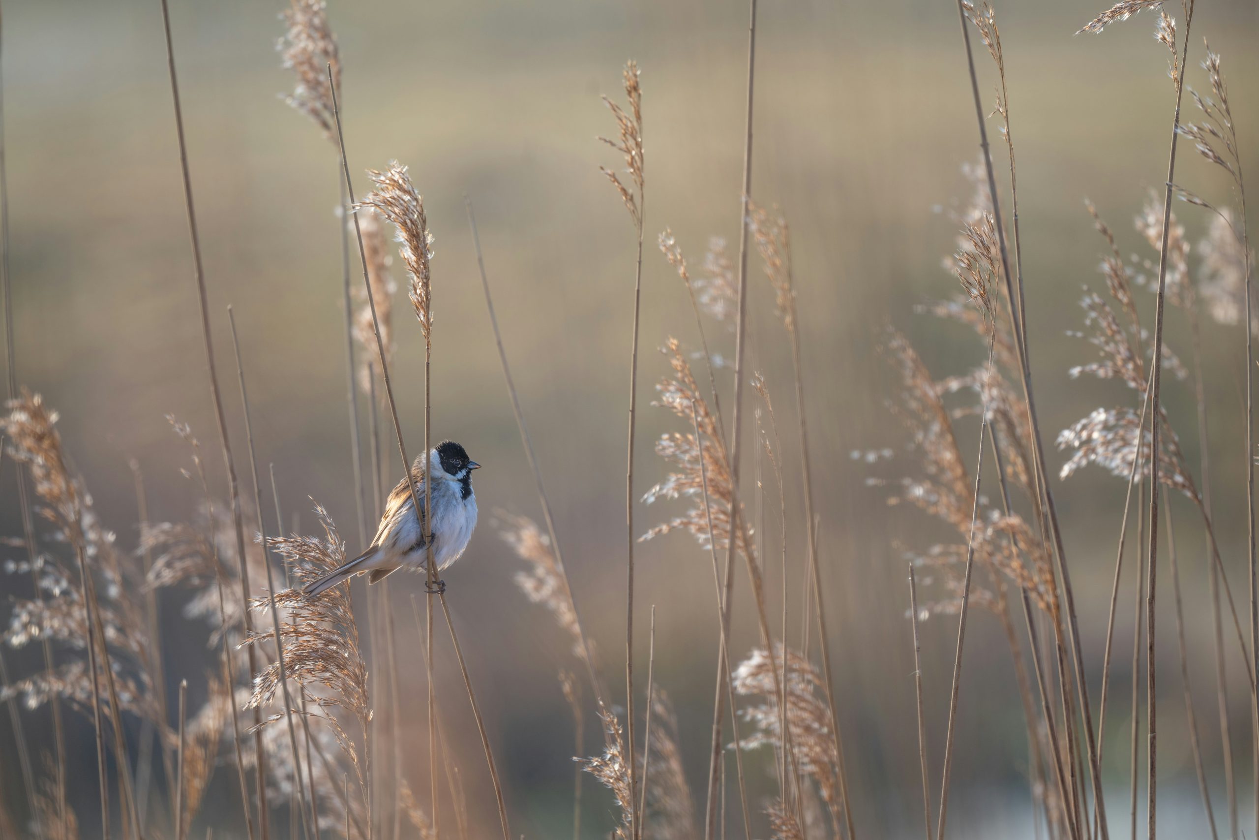 Small bird perched on reeds