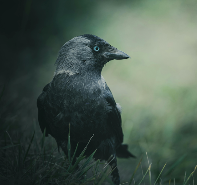 Jackdaw bird in profile