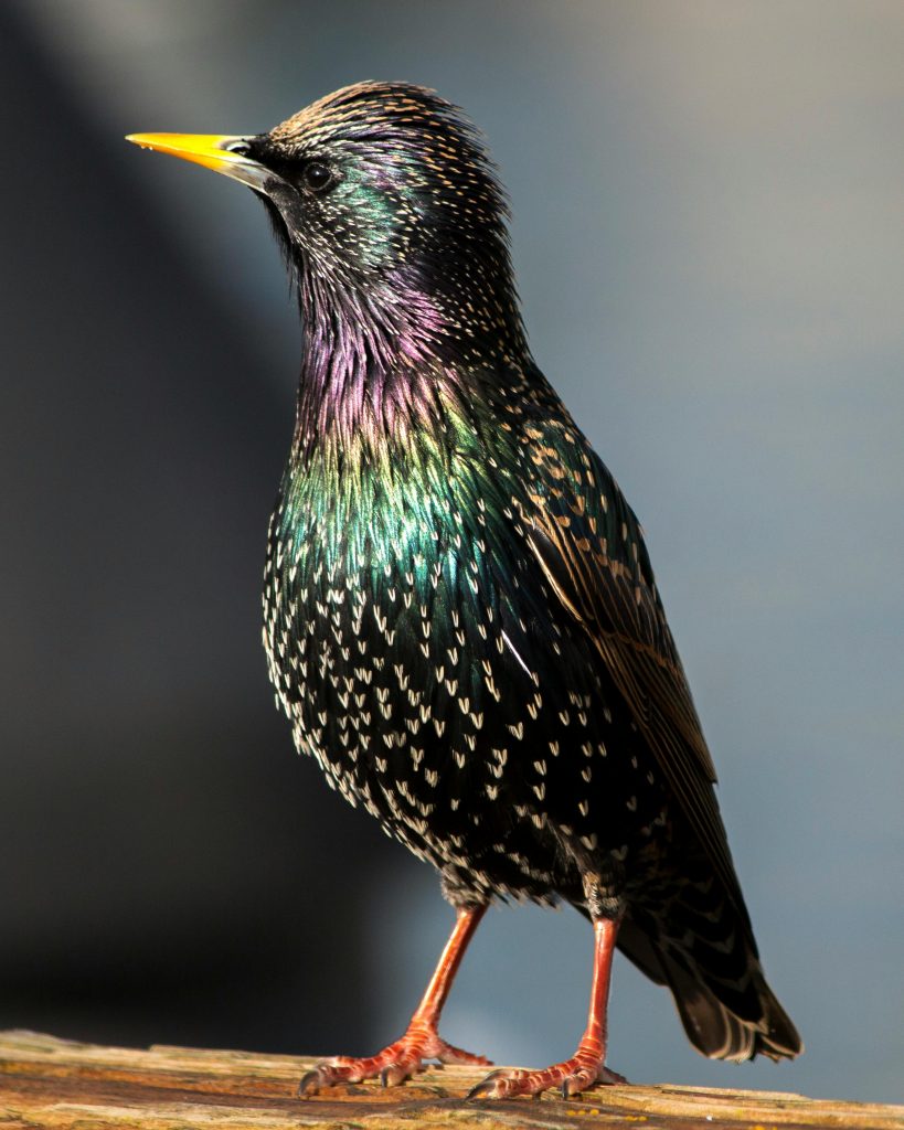 Starling bird