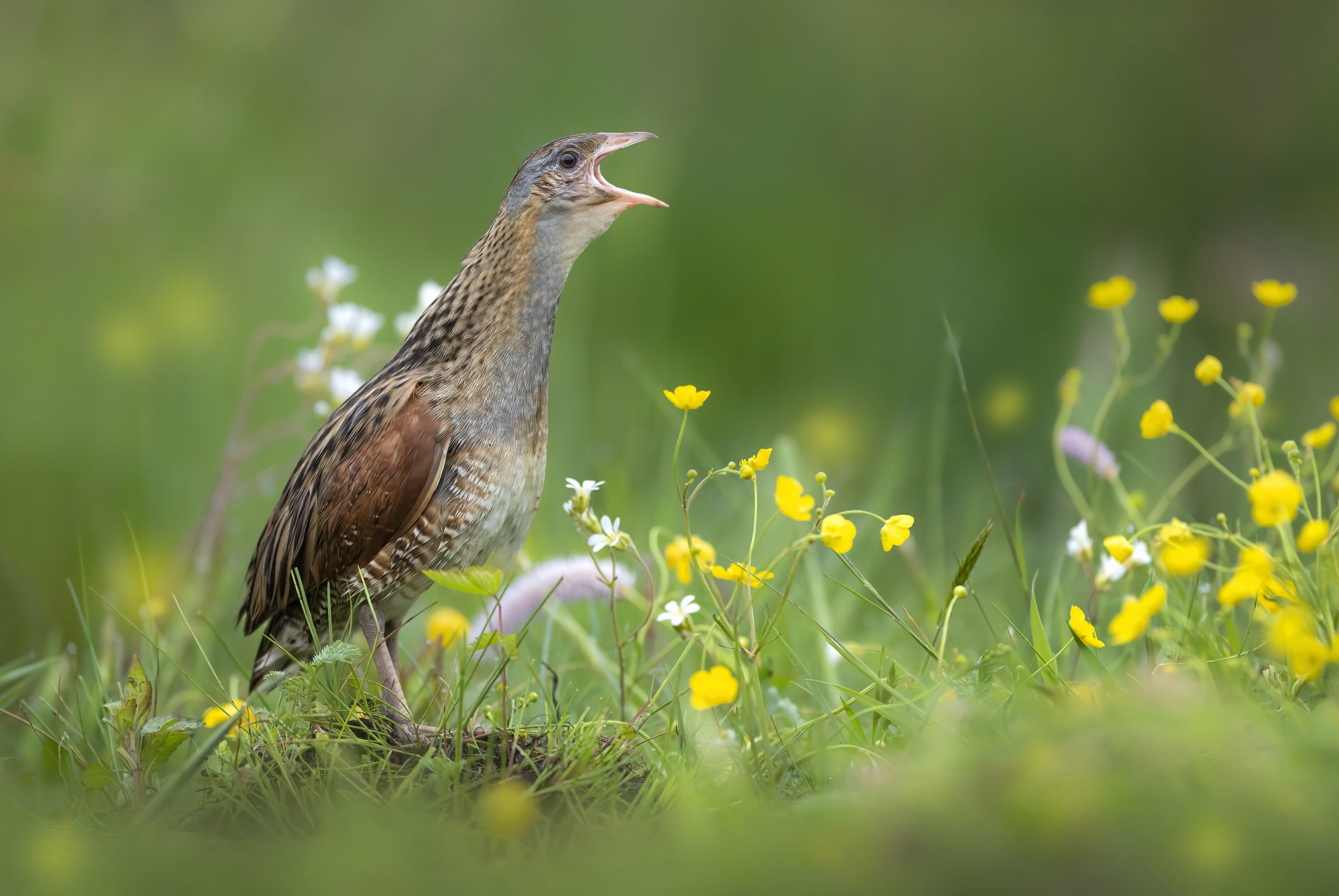 The Sixty-Sixth Bird: Corncrakes in the Dales