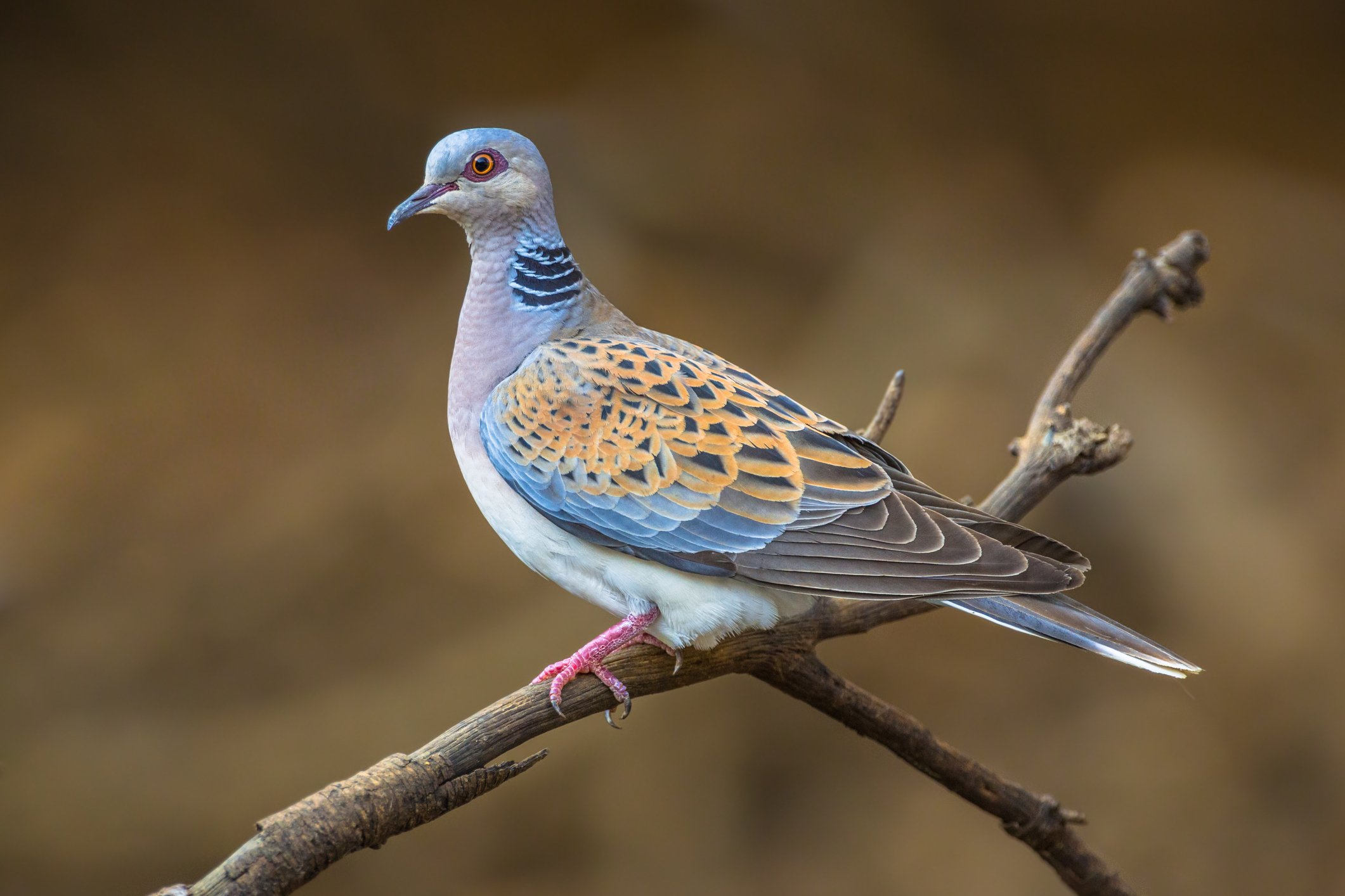 Pilgrimage For The Turtle Dove